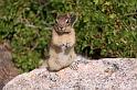 176 beartooth scenic highway, chipmunk